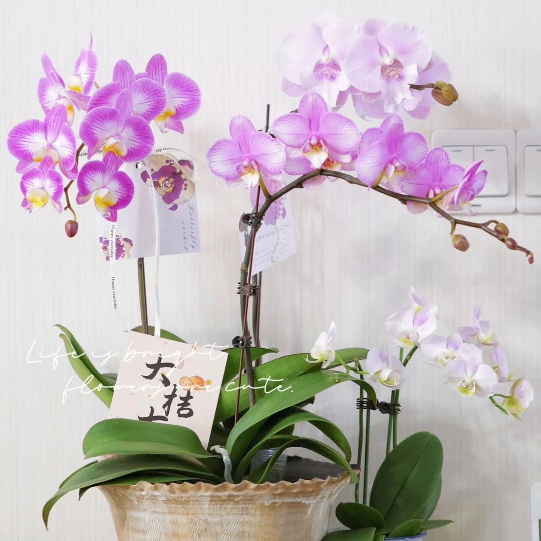 【思芹花卉｜斯普利特蝴蝶兰】带土盆栽，1颗发圆通，2颗发顺丰