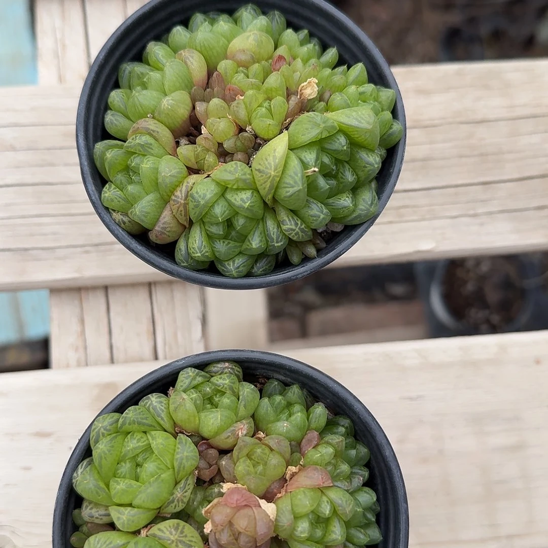 雨露多肉植物精品