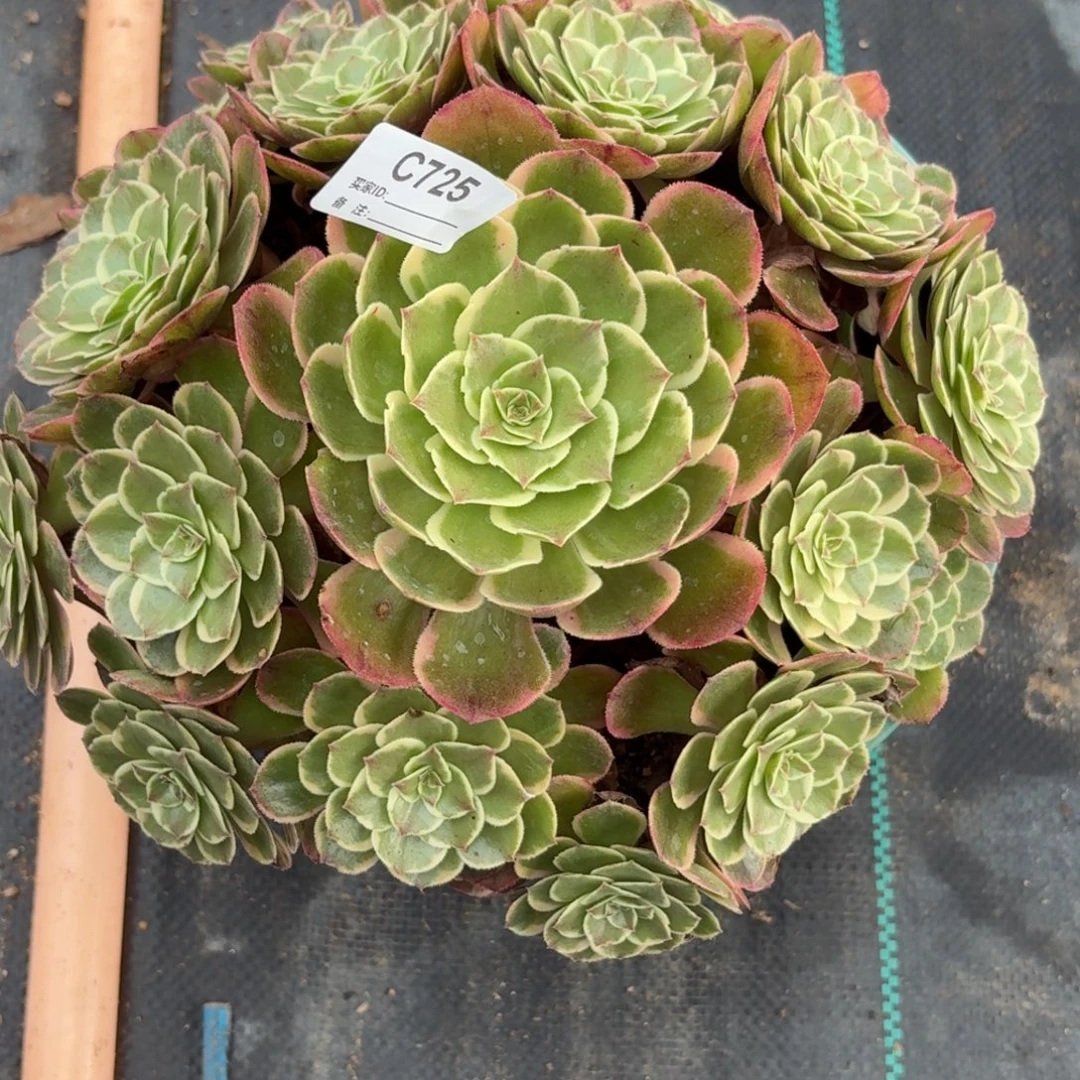 725粉花妖多肉植物发货