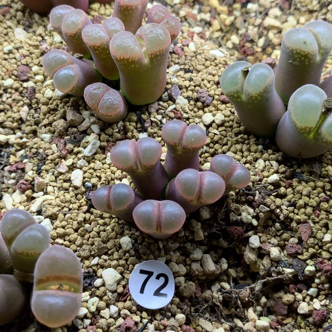 72号风铃母本一颗