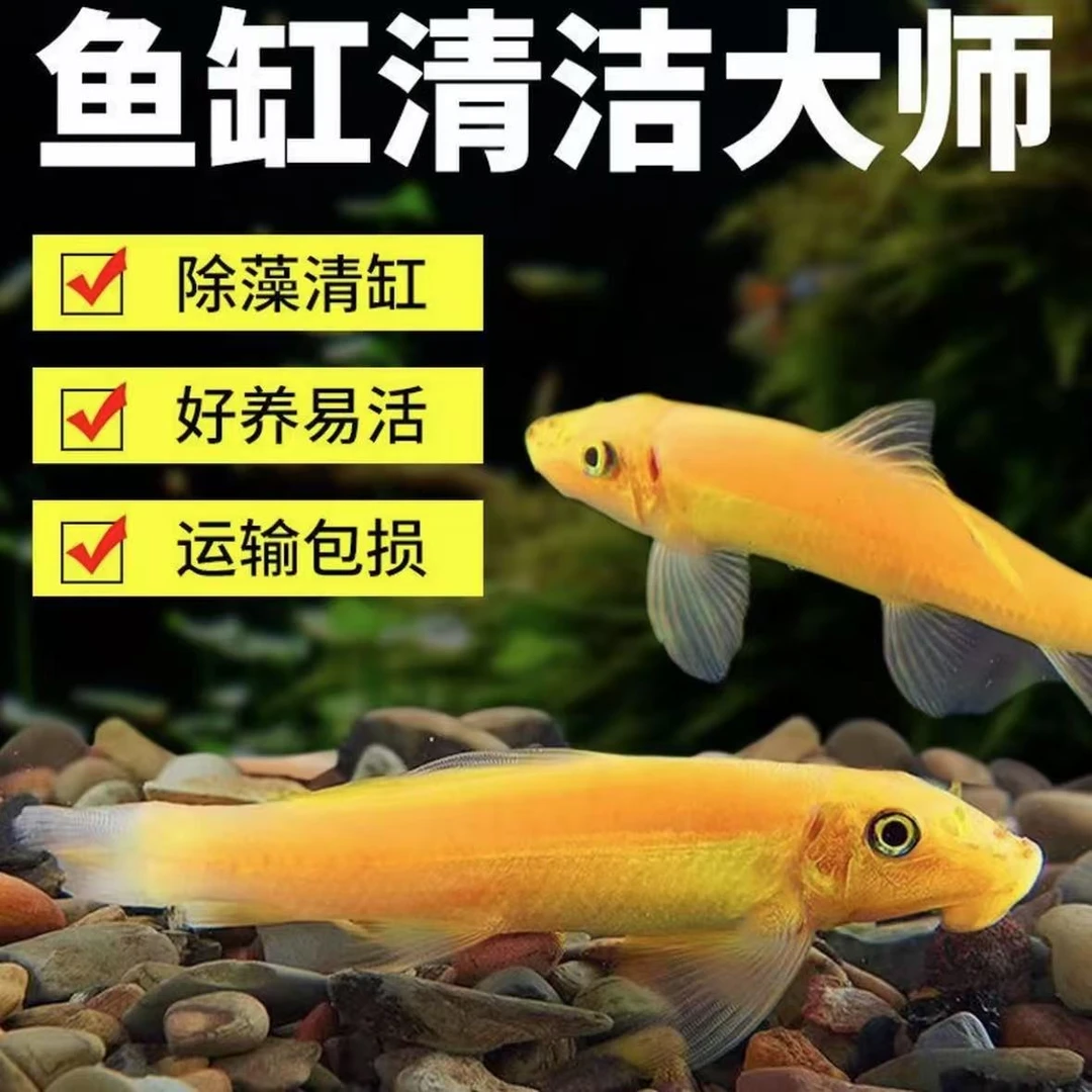 【精品金苔鼠】金苔鼠热带淡水除藻清洁鱼新手好养耐活吸盘工具鱼