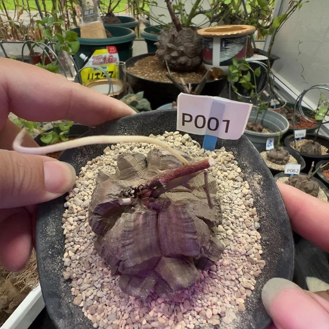 多肉植物专拍 一物一拍 南非龟甲龙001
