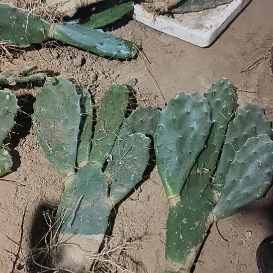 *****黄大刺多头两颗脱土发货