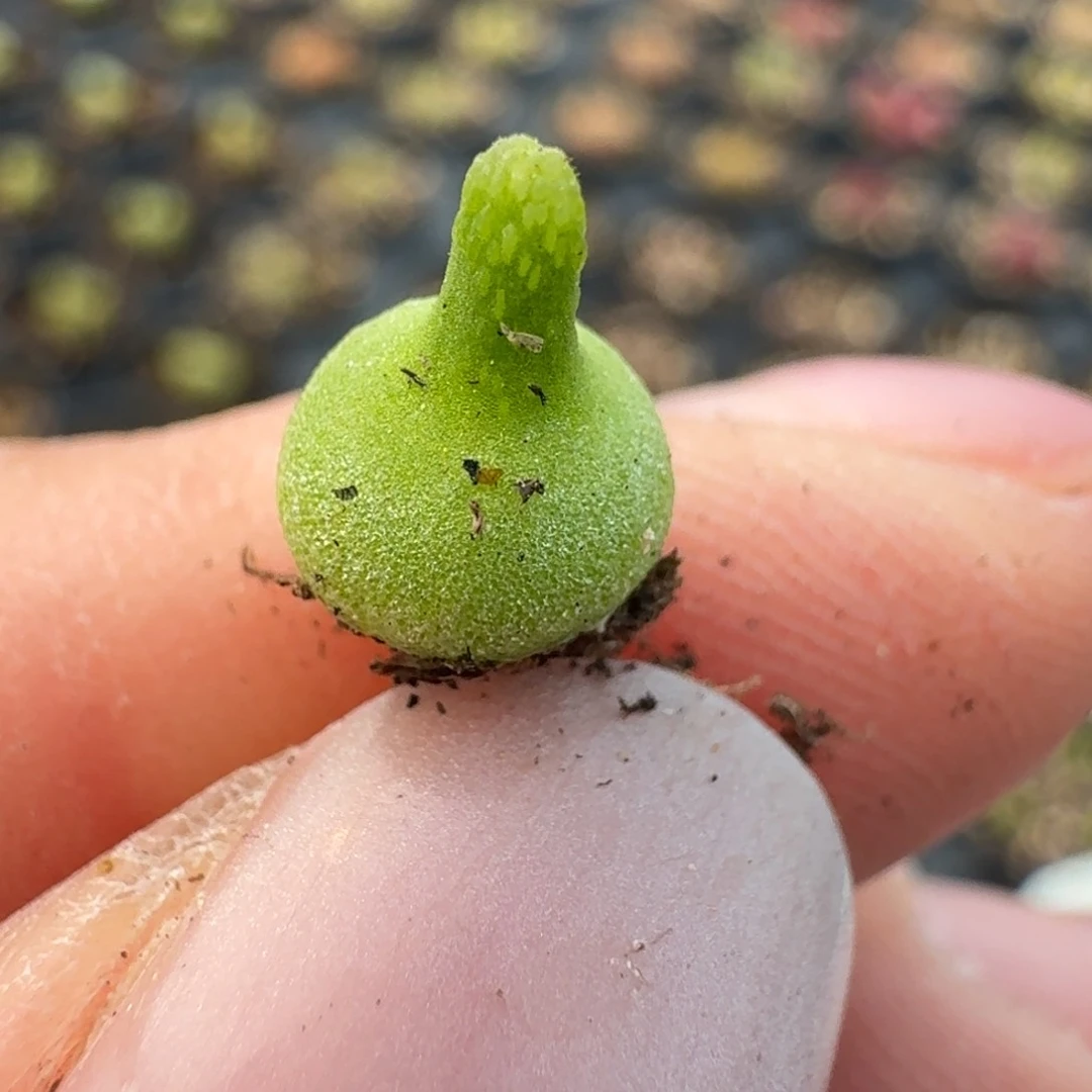1035五颗咯哦在中央音乐学院