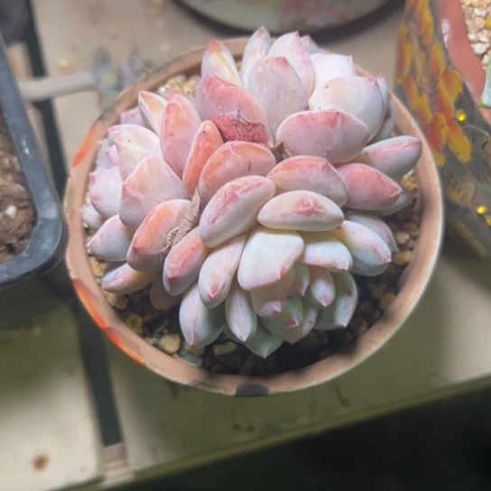 瘦**肉谢谢哥～一物一拍2737