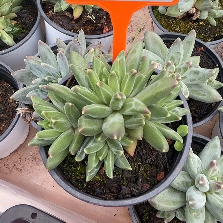 梵高一物一拍505.
