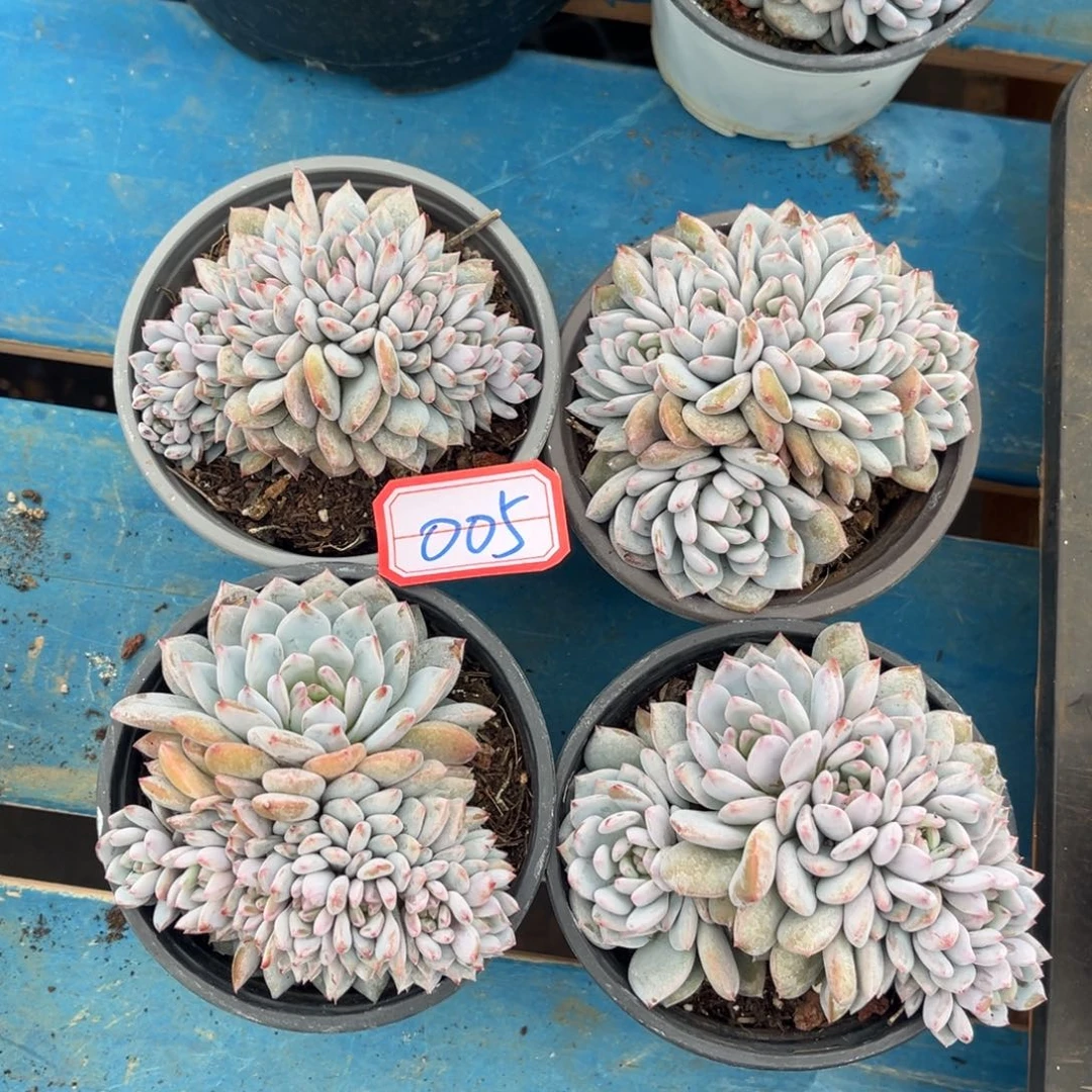 005号新疆西藏内蒙古不包邮