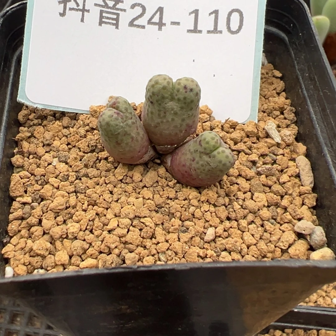 24-110肉锥多肉植物