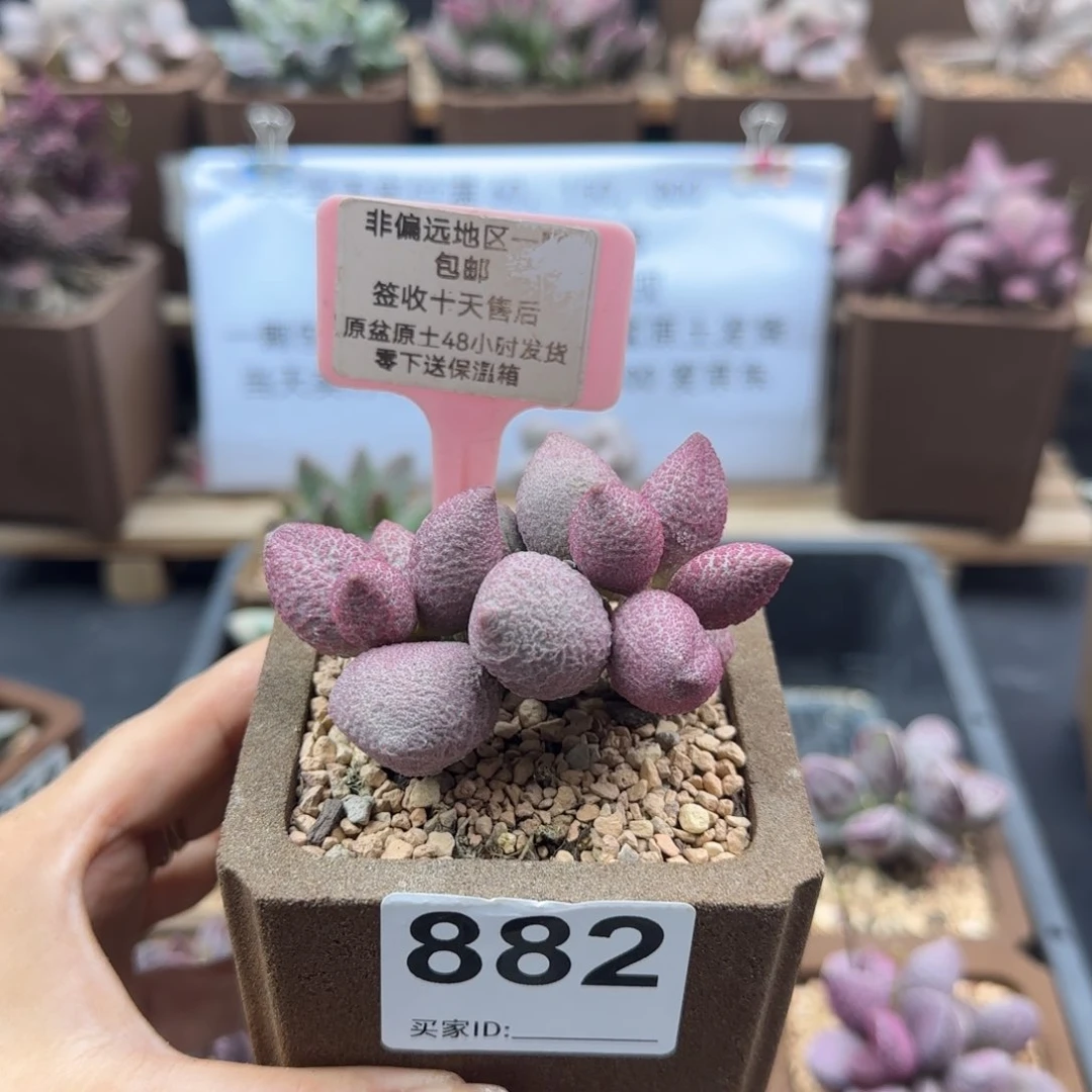882少女心多肉植物