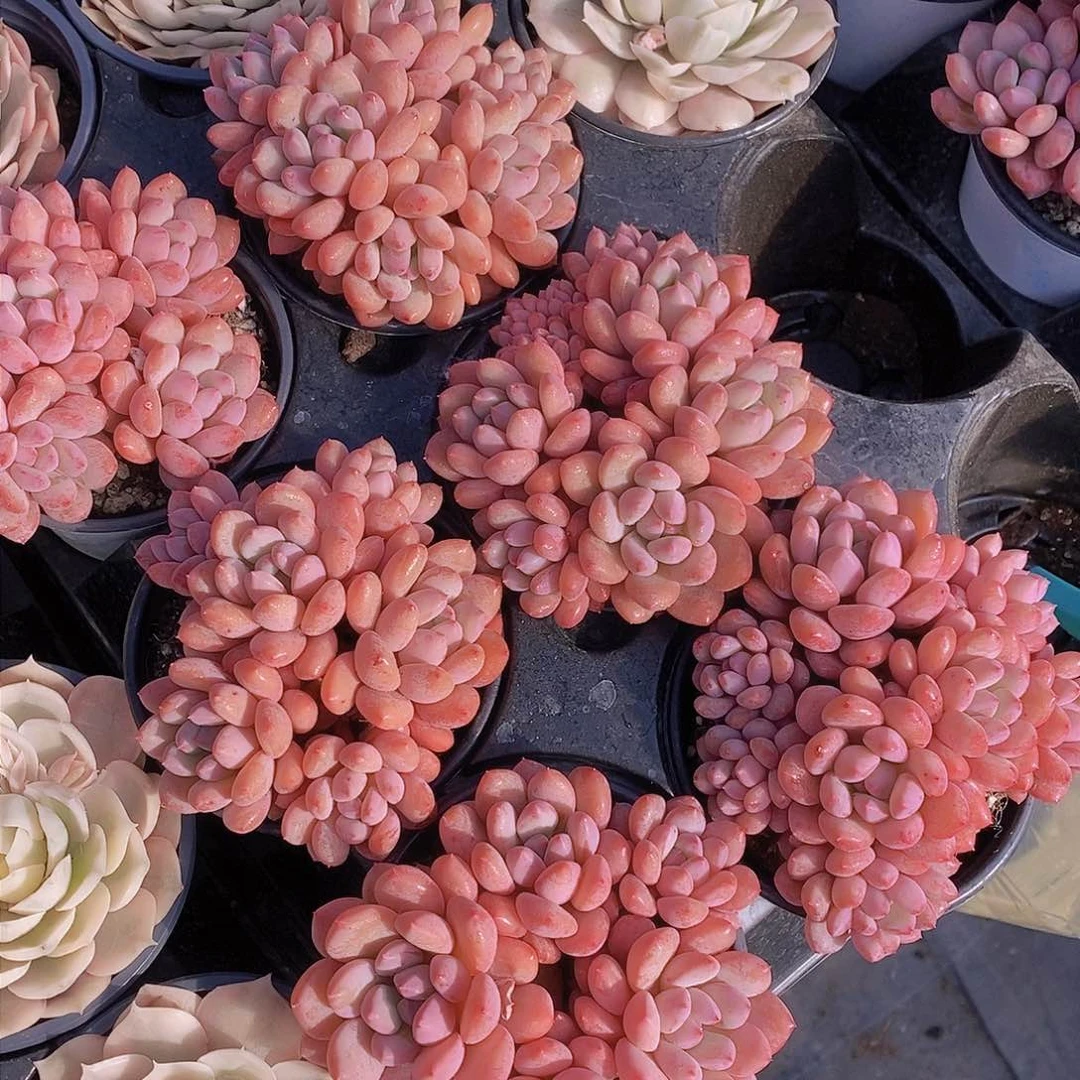 新年新品 公主吉祥群生一颗 量拍