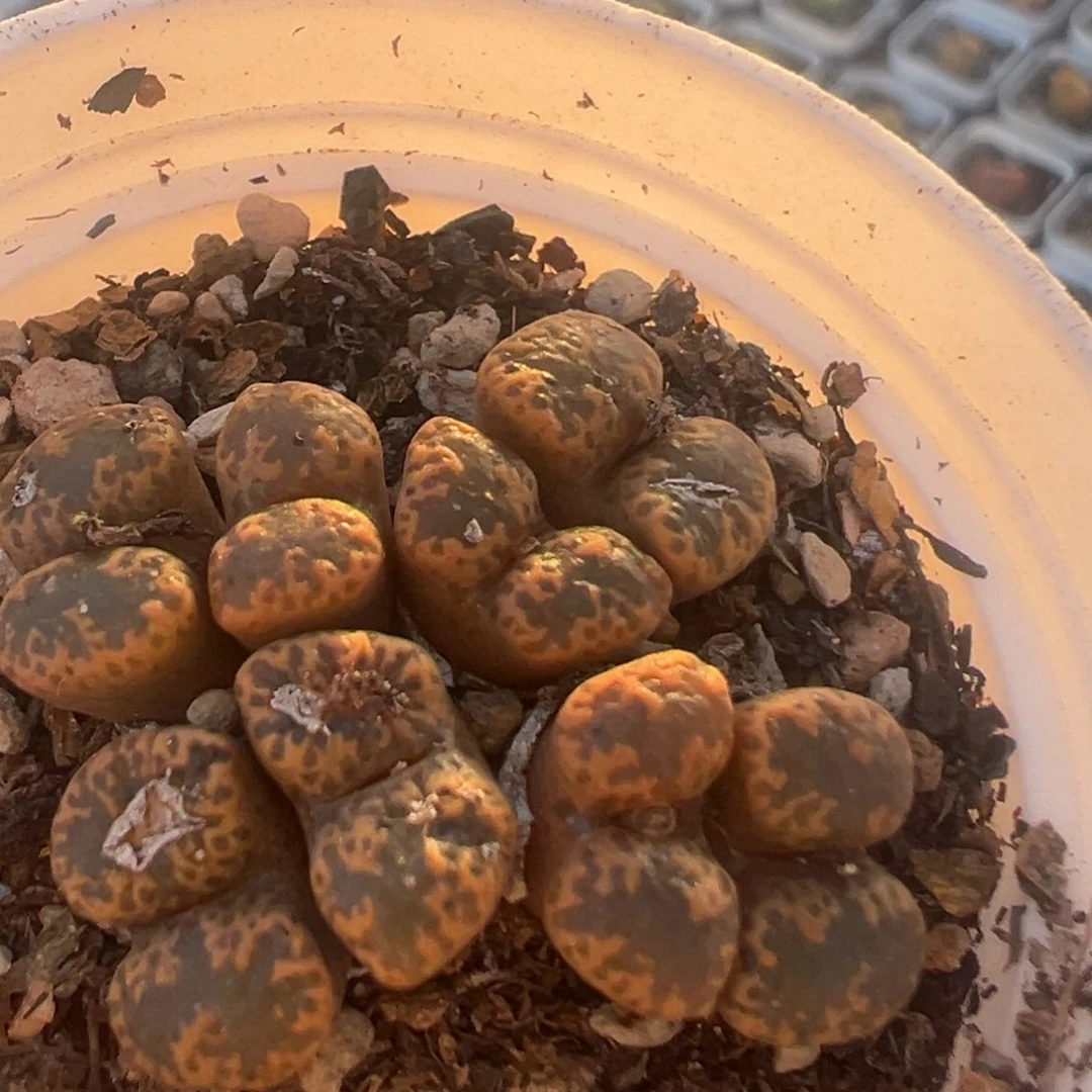 167多肉植物百科植物