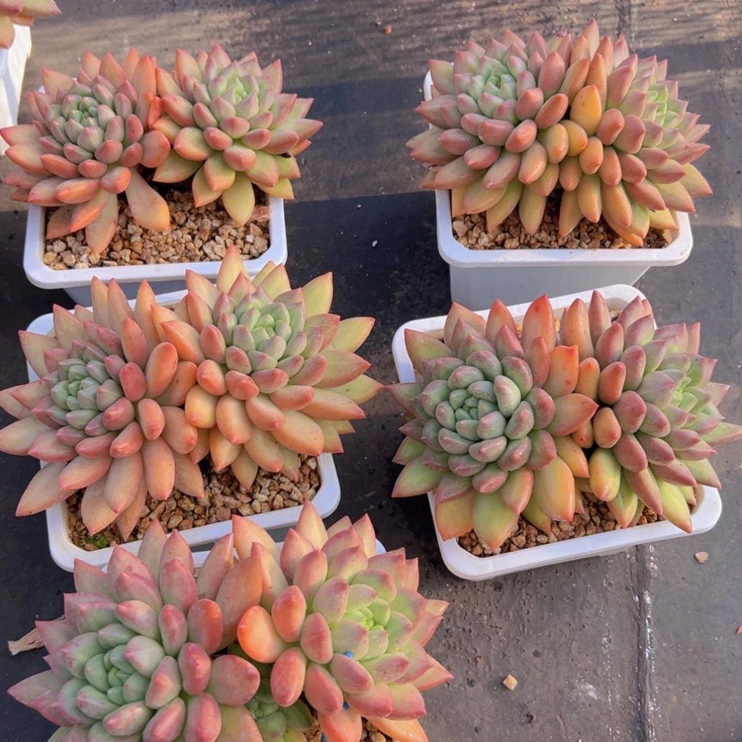 双头米琪林呜呜呜呜呜呜呜呜呜