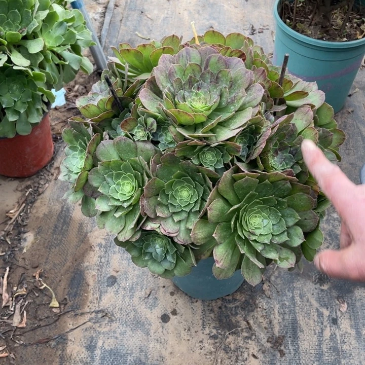 43花月夜多肉多肉植物多肉