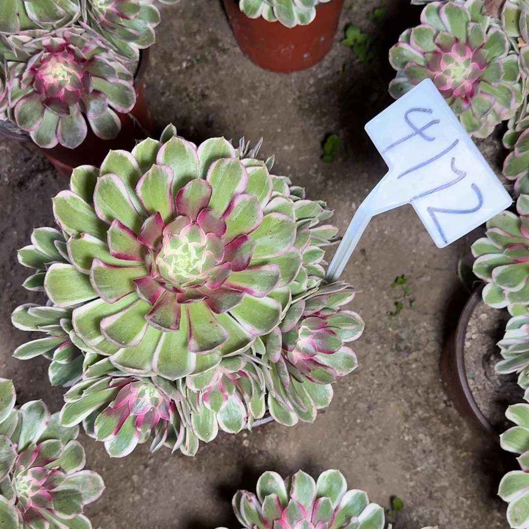 4172孔雀凌多肉法师