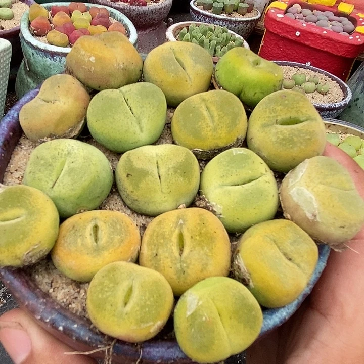 黄桃母本一颗