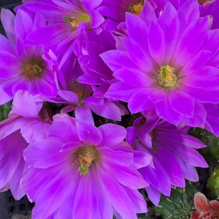 311水仙情郎2个无根侧牙，20包邮