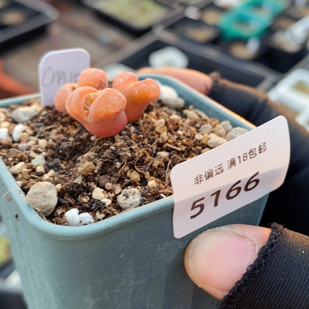 蘑**象5166-一物一拍 c m 10