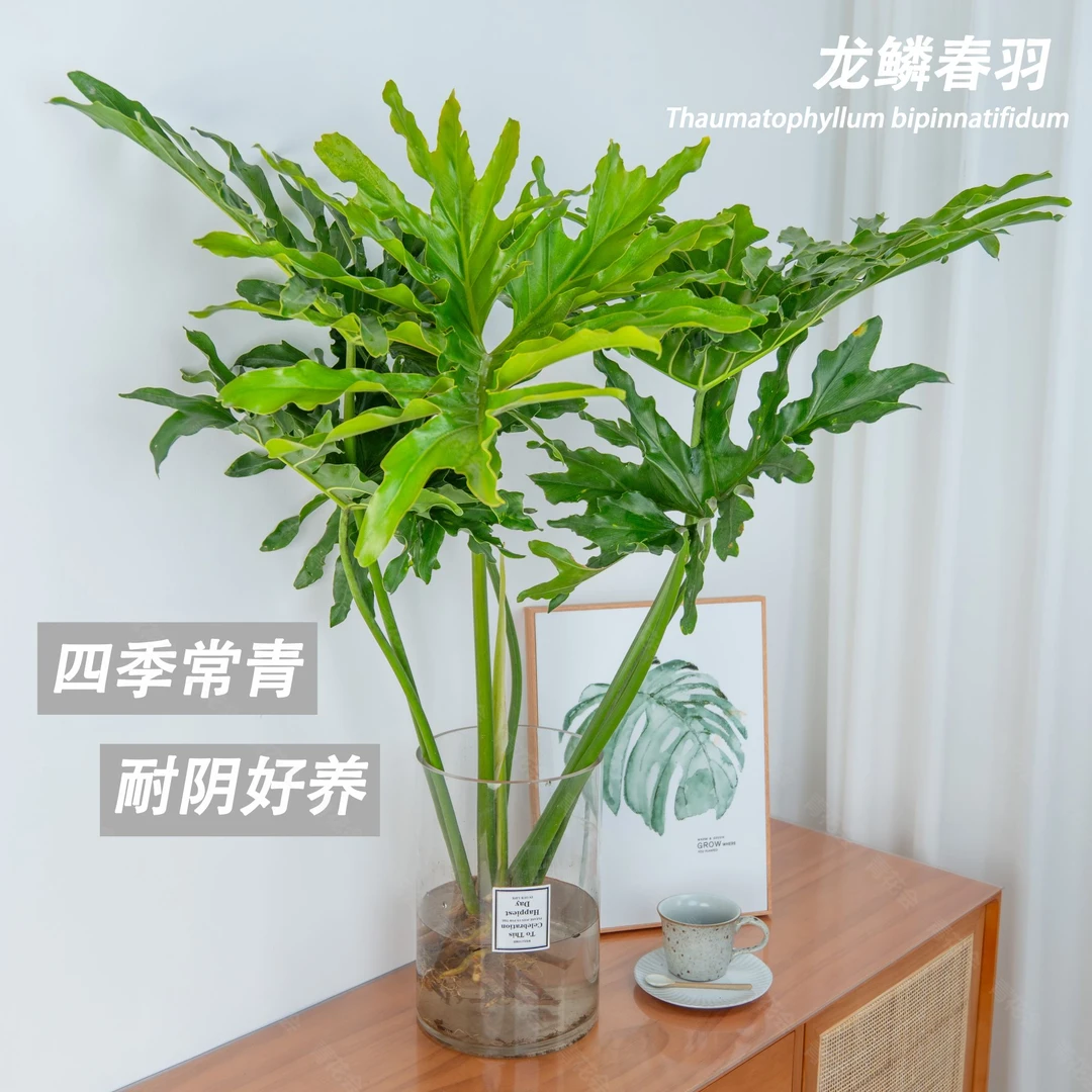 90-100CM老桩龙鳞春羽蔓绿绒水培绿植净化空气植物网红家居摆件