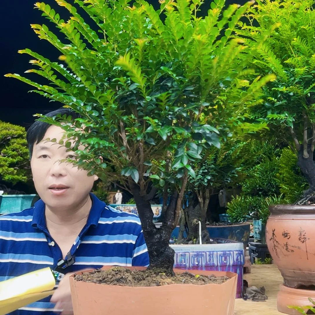 当前无花朵，栽培后可花朵晓*明
