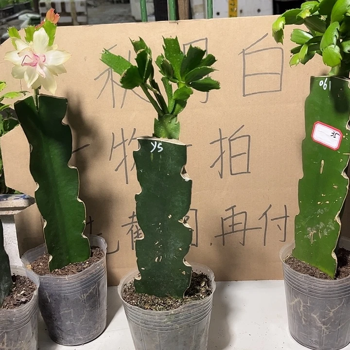沉***默当前无花朵，栽培后可花朵雅思