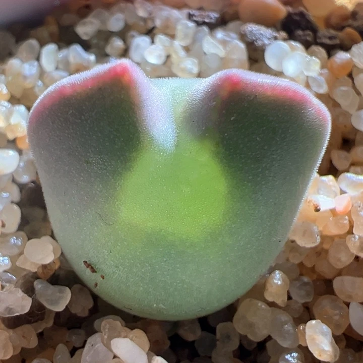 w56。优选青蛙3年大眼睛 88折后价