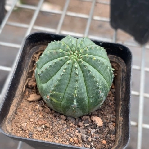 实生布纹球3仙人球