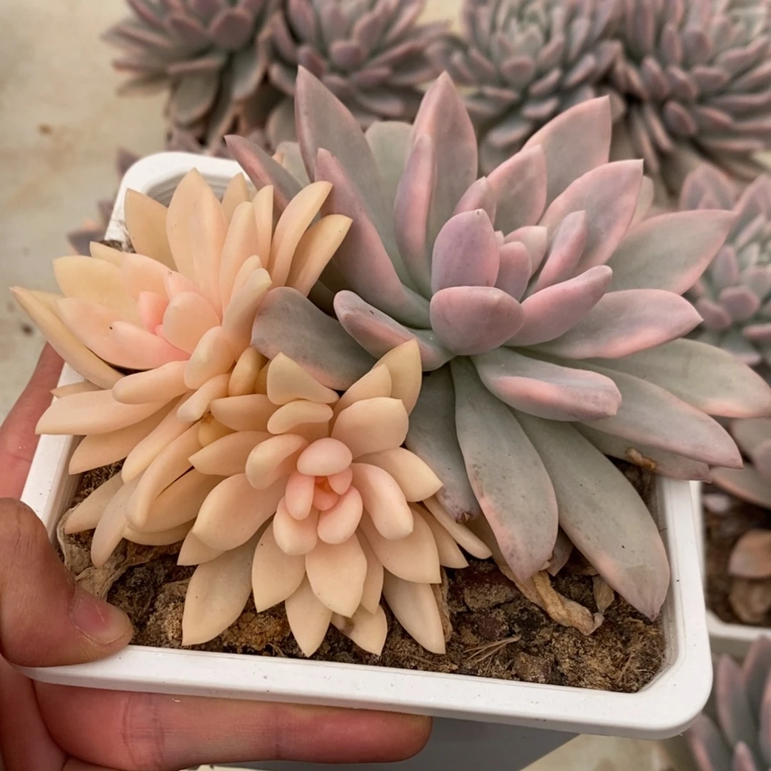 奥普琳娜多肉植物8769