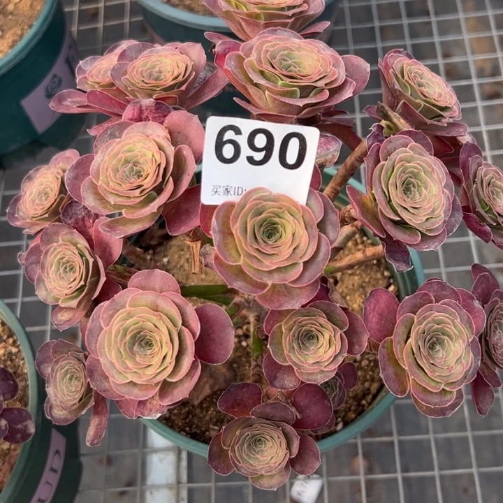 690魅金玫瑰朵朵25厘米左右