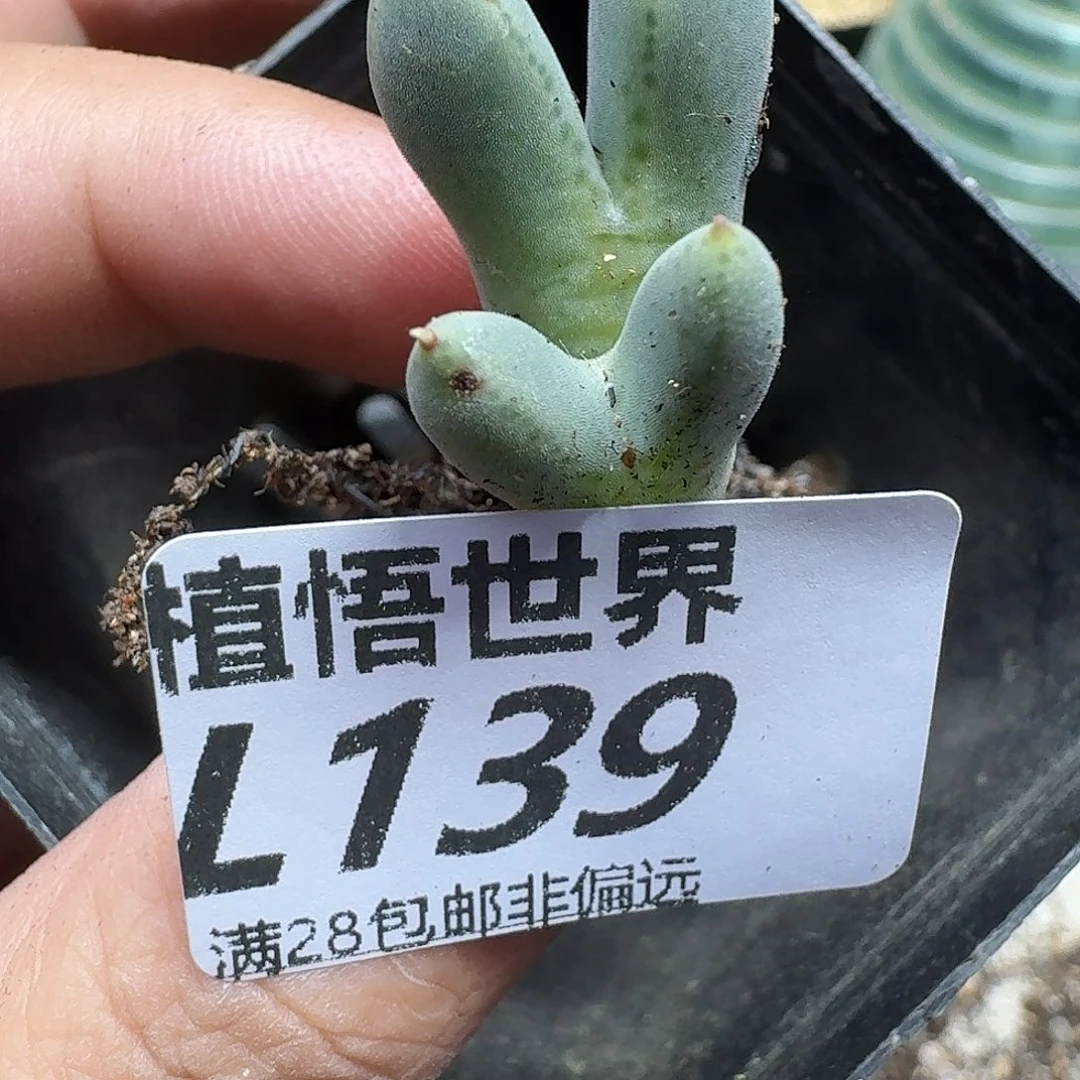 多肉植物的润泽fgbn