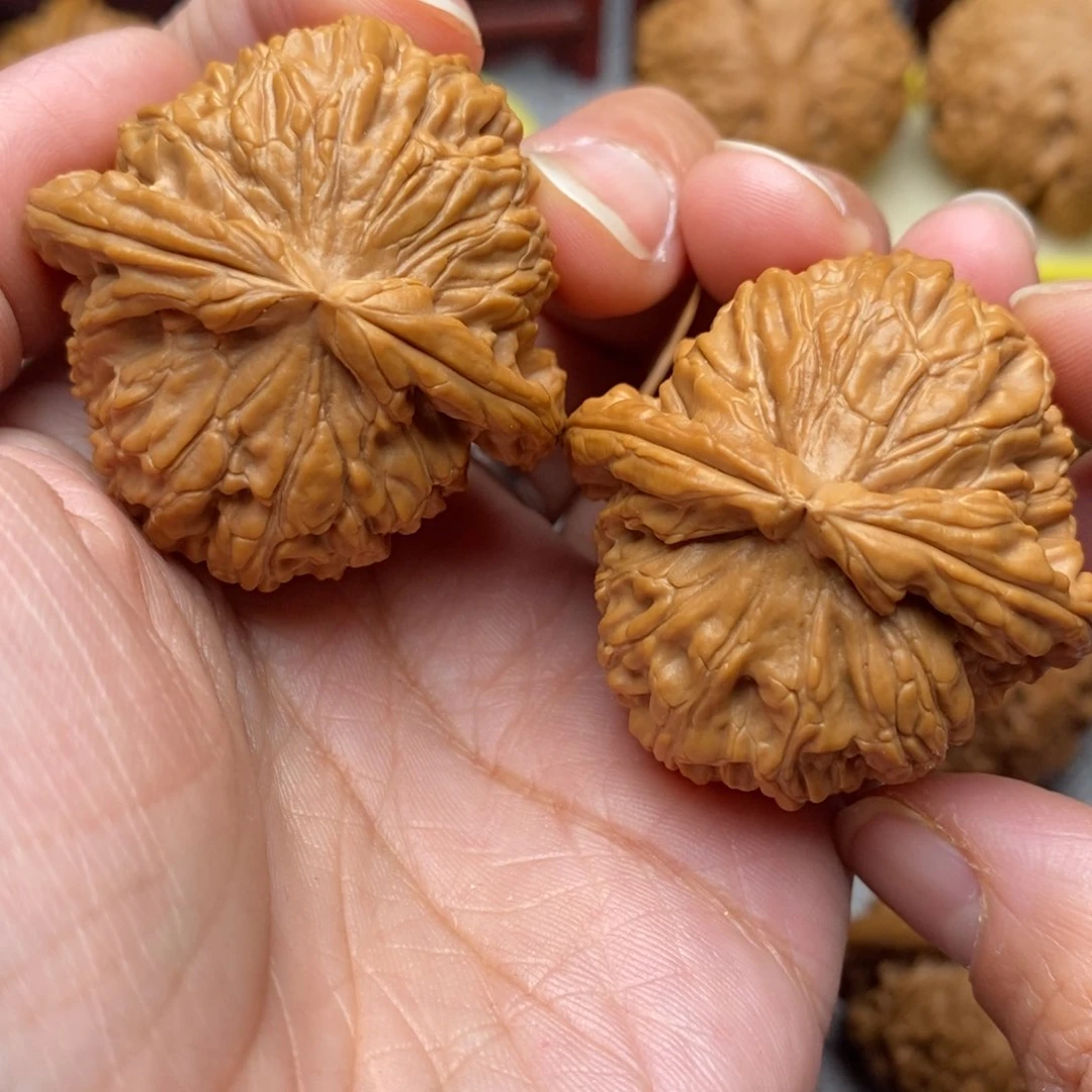 文玩核桃把件全品毕业白狮子40尺