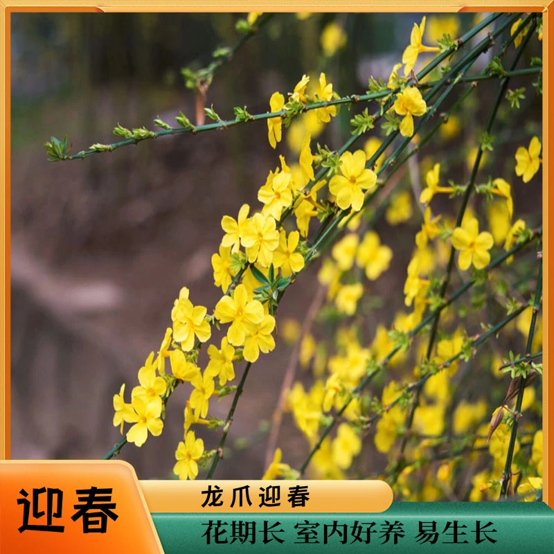 迎春花卉盆景绿植盆景客厅卧室阳台易养