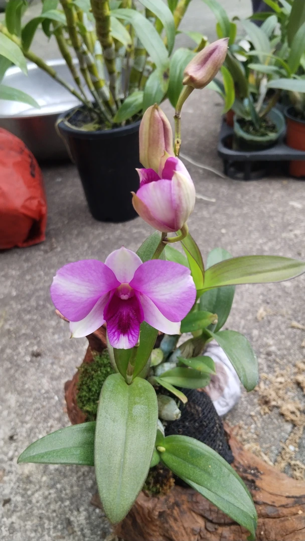 秋石斛新品（胖丽丽）