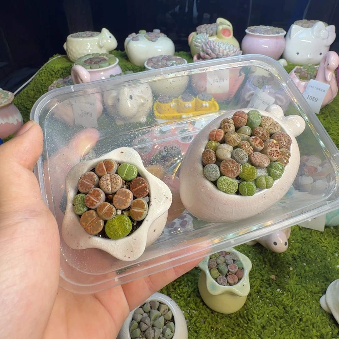 多肉植物的生长1074