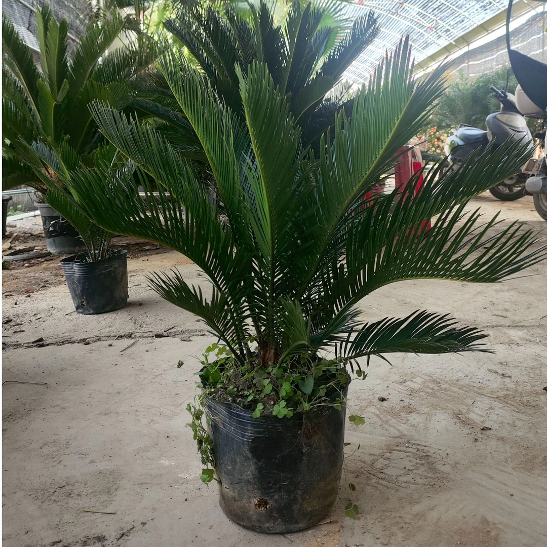 红头苏铁冬季耐寒绿植可水培室内冬季绿植盆栽室内净化绿植盆栽