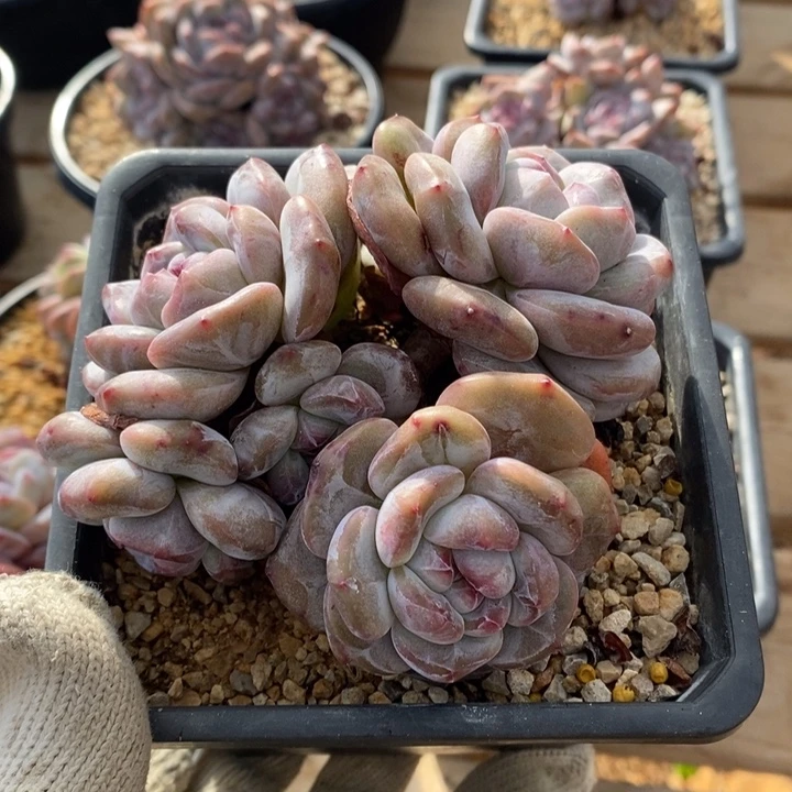五头绿地短肥圆紫心