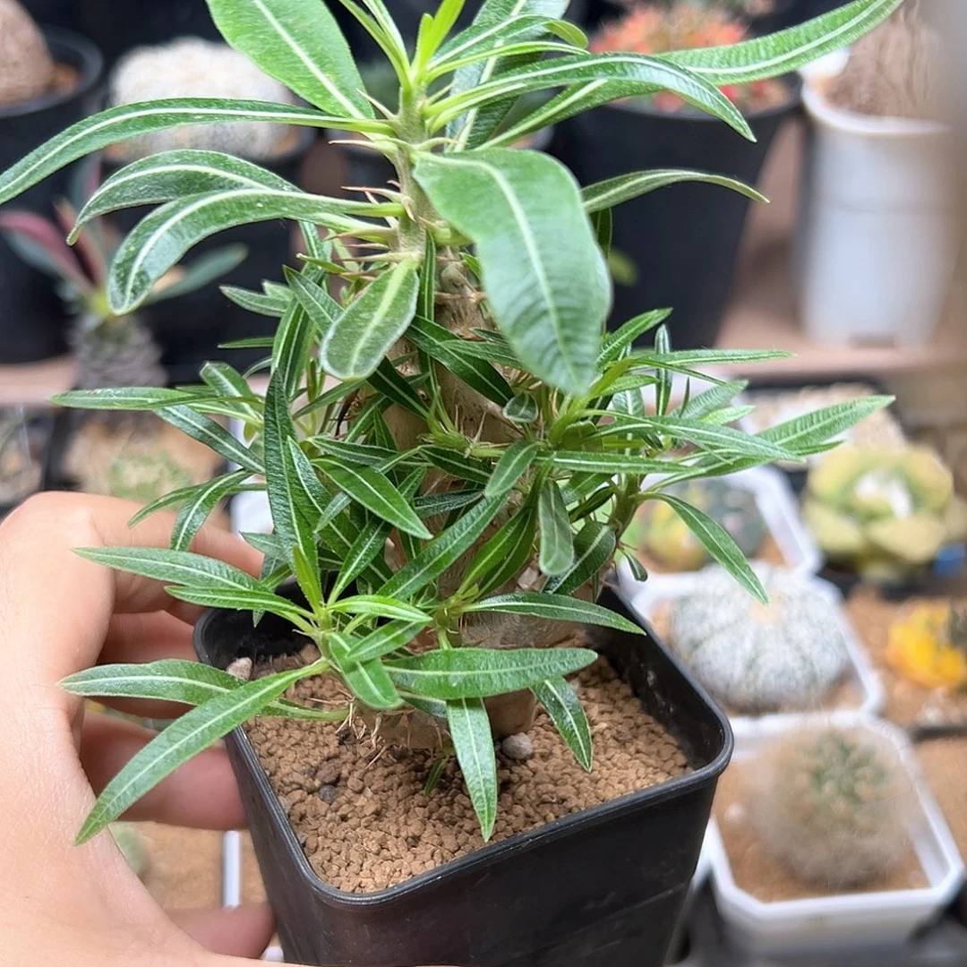 无花朵凯迪棒槌母本一颗