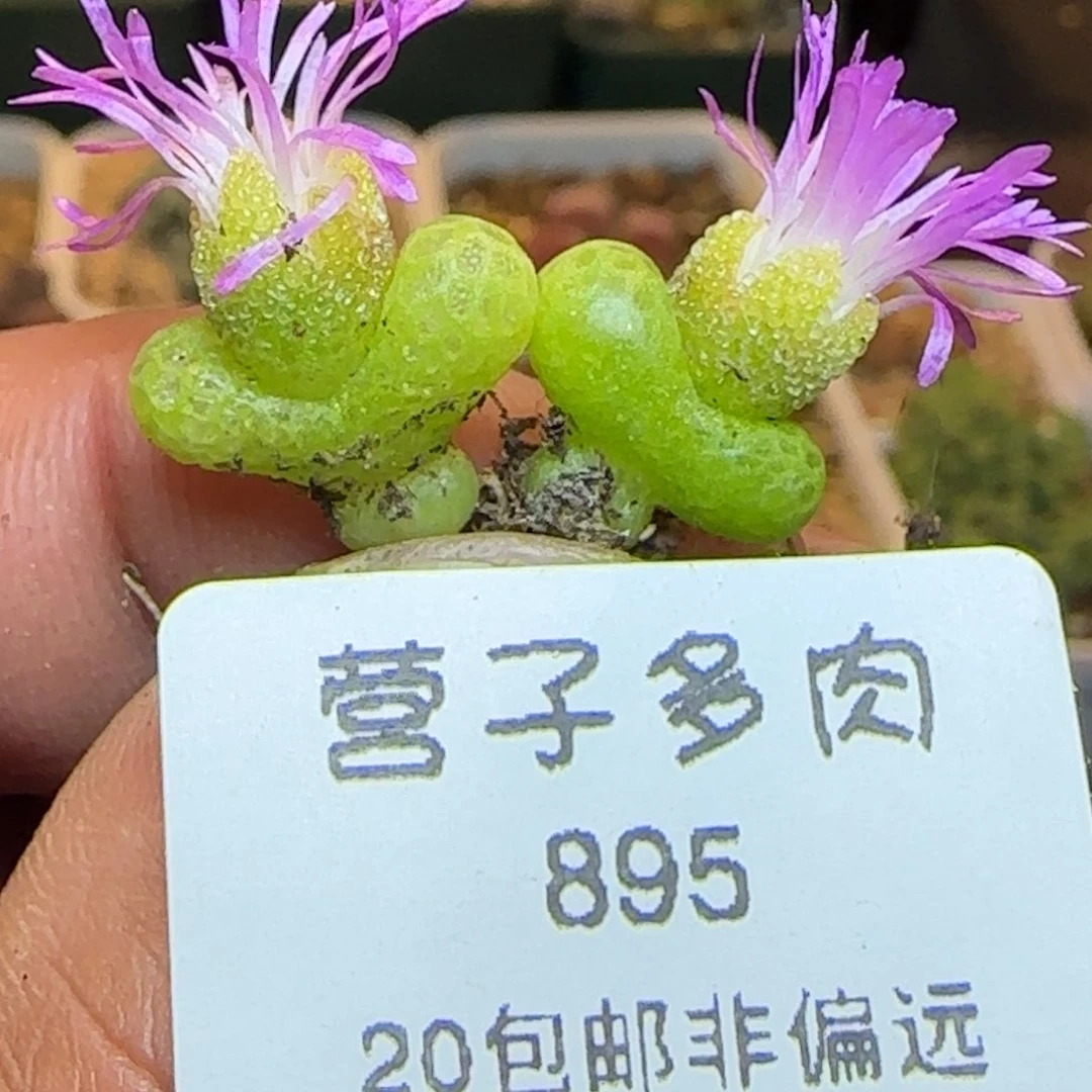 妖奇玉。