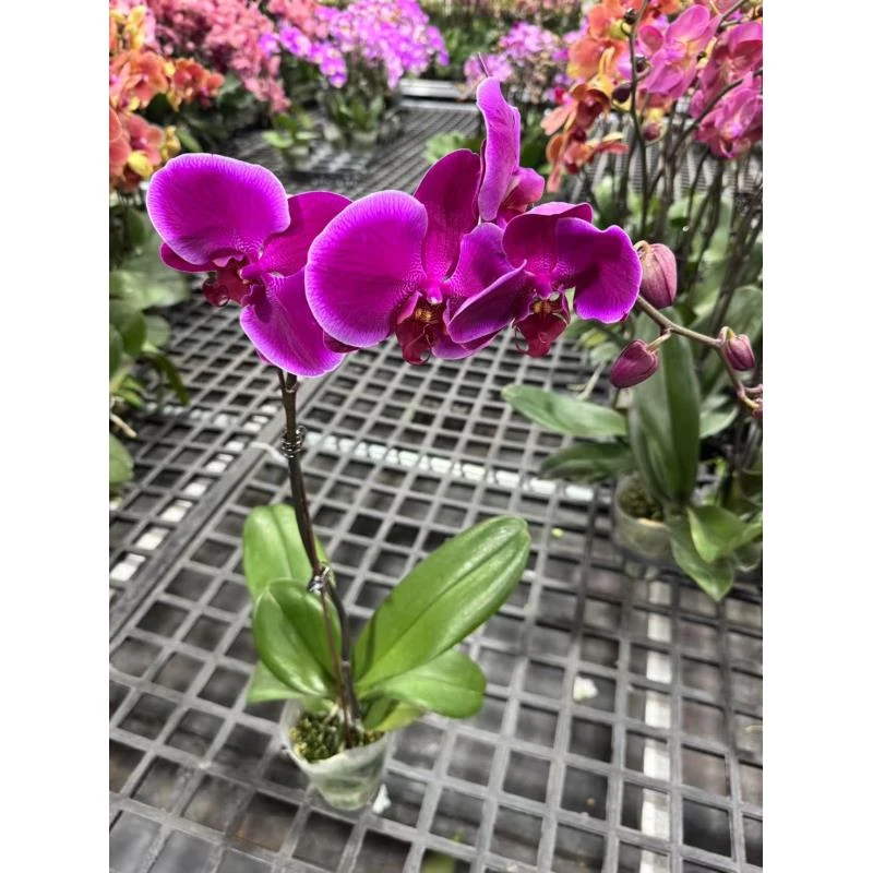 蝴蝶兰【旭红】3年老根易养活超长花期昆明源头基地直发