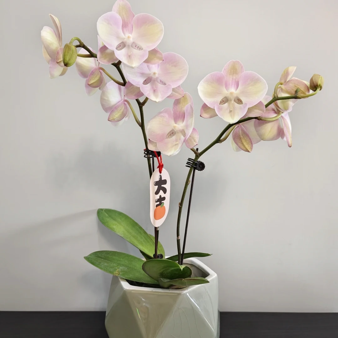 欧洲福纳瑞 【威尼斯】蜡质花花 耐开好养