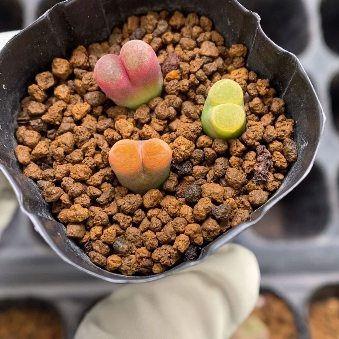 多肉植物肉锥杂交K-3547