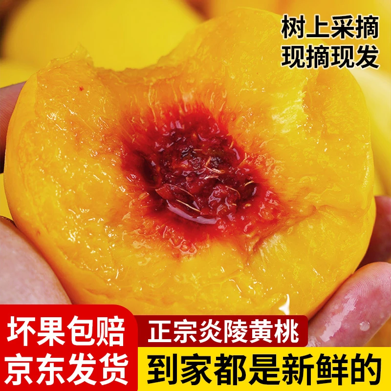 正宗炎陵黄桃锦绣黄桃精品果高山上的黄桃香脆甜现摘现发