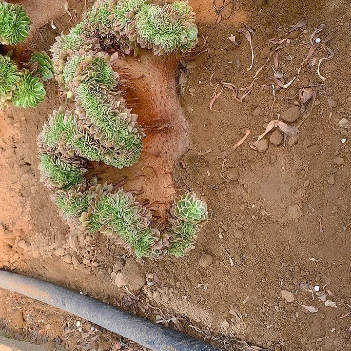 元***子海王寄养到55加发货