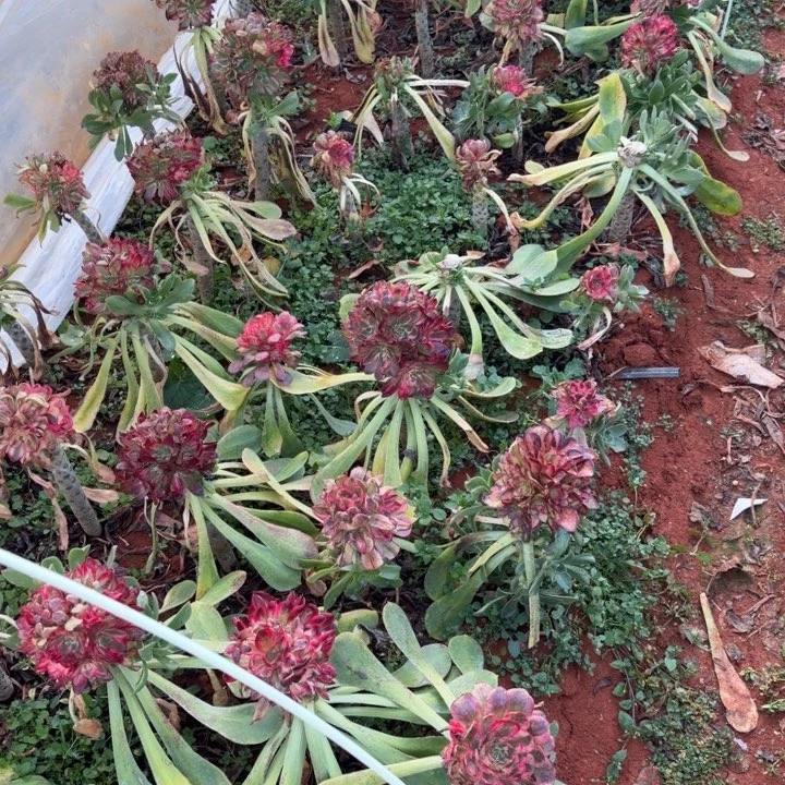 荔枝变异嫁接捧花