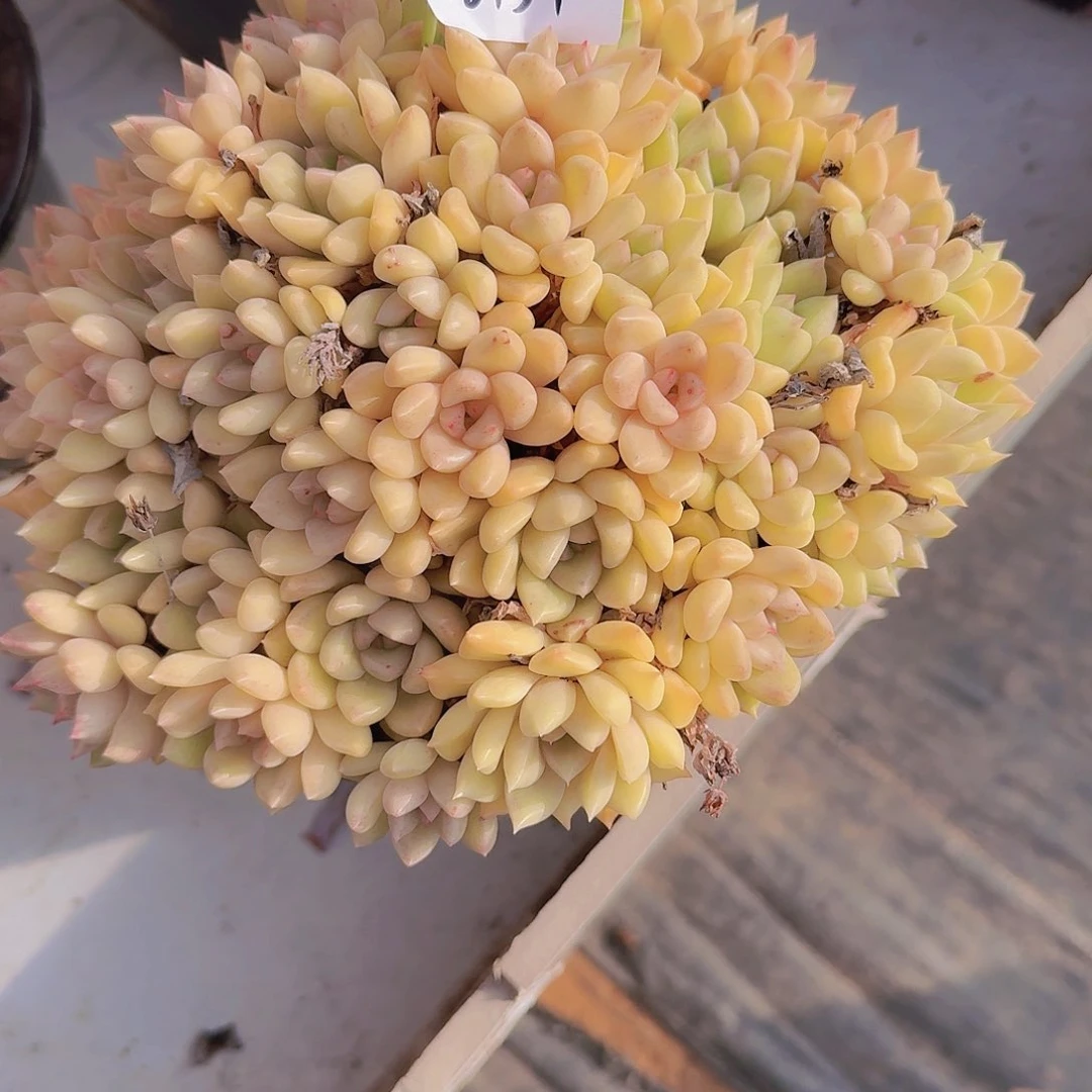 三*牛06134璀璨多肉植物