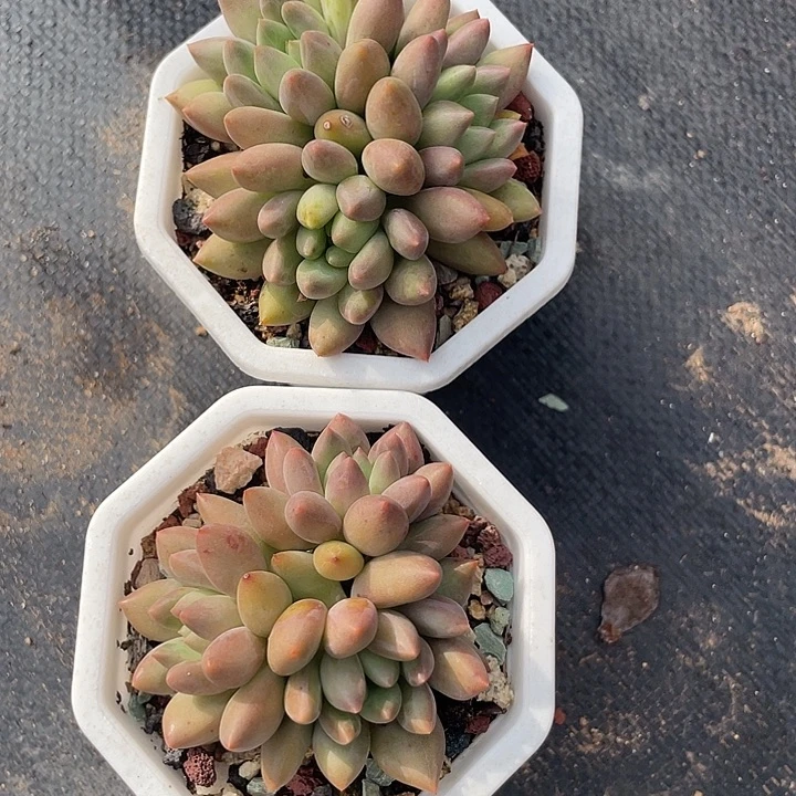 两盆红蜻蜓多肉植物