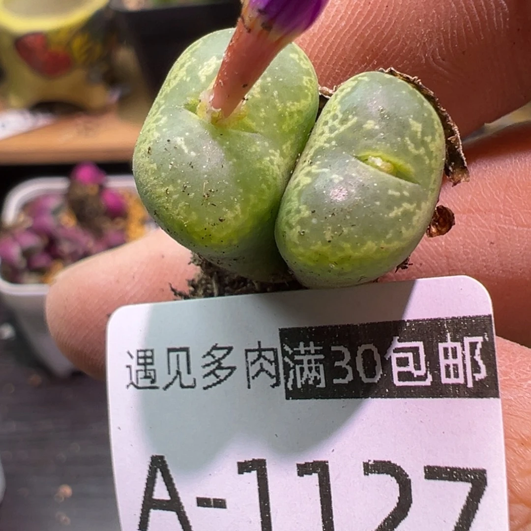 多肉植物111111111111
