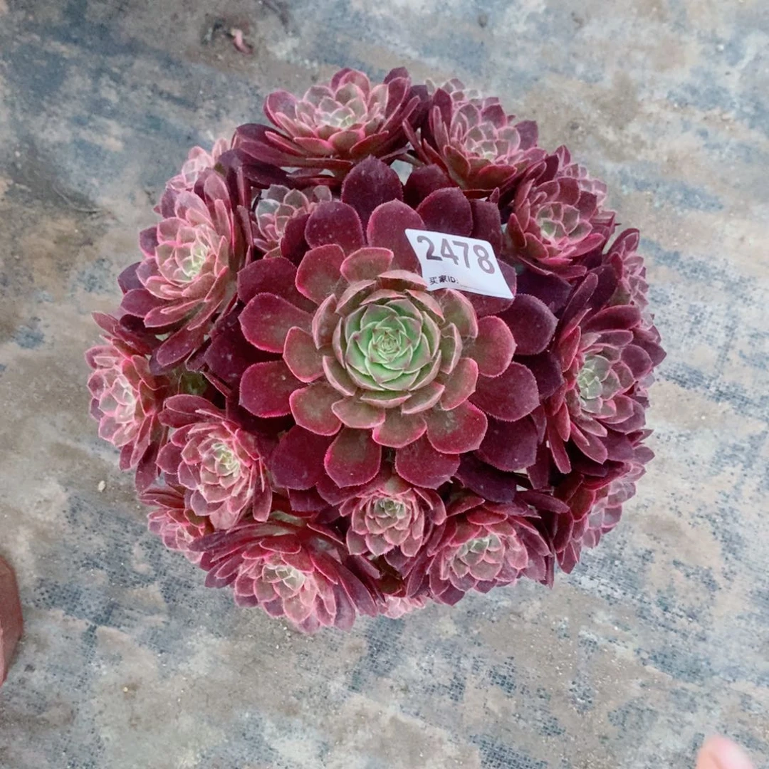 莲花座2478多肉1111