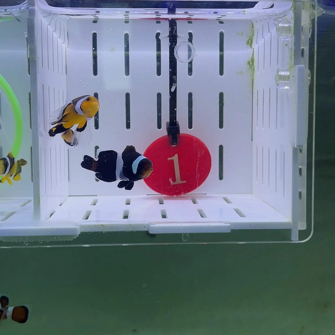 海水鱼礼服配奥黑