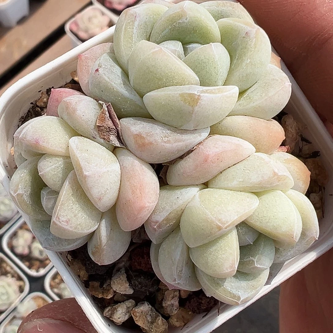 白底冰玉胖子群生，1159号