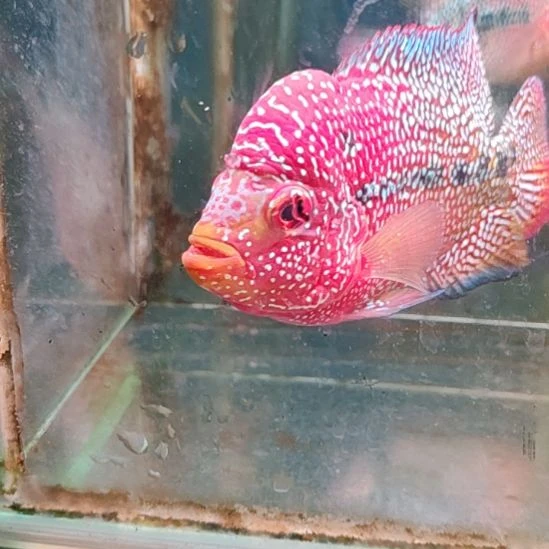罗汉鱼2222222222222